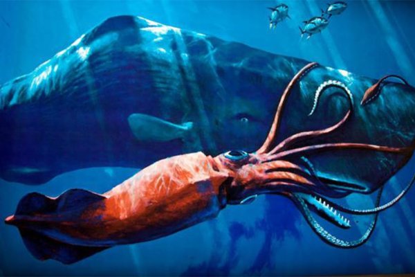 Kraken домен